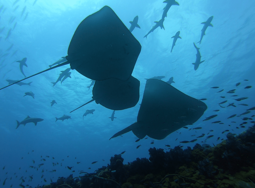 Scuba diving SS Yongala Shipwreck